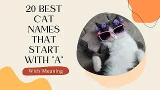 20 Best Cat Names That Start with 