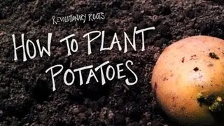 How to Plant Potatoes - Farming/Gardening Lesson - Revolutionary Roots