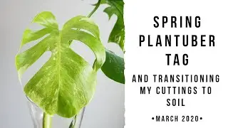 The Spring Plantuber Tag & Transitioning My Cuttings to Soil | Let's Hang Out and Pot Up Some Plants