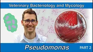 Pseudomonas + non-fermenters (Part 2) - Veterinary Bacteriology and Mycology