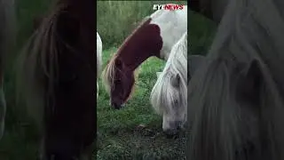 horse shorts videos 
