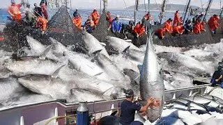 Amazing Big Catch Fishing Skill, Net Fishing in The Sea Get Hundreds of Tons of Giant Fish