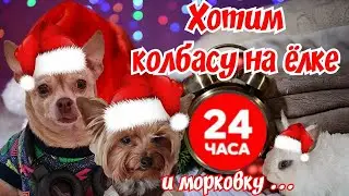 ЧЕЛЛЕНДЖ 24 часа ❗ТАЙНАЯ ЖИЗНЬ ДОМАШНИХ ЖИВОТНЫХ  В РЕАЛЬНОЙ ЖИЗНИ❗ Что круче КОЛБАСА или МОРКОВКА?🤣