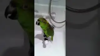 Попугайчик поёт песню.!.!.