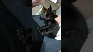 Banho de boas-vindas da Pingada!