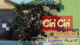 Ciri Ciri Tambat Sapi Bonsai Viral 2021
