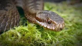 Discovering these slithery secrets! 🐍  creatures up close #SnakeLife  #ReptileLover #Nature #shorts