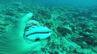 Tiger Cowries