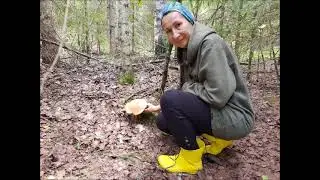 Крайний  выезд  за  грибами   Опробовали  новую  сушку