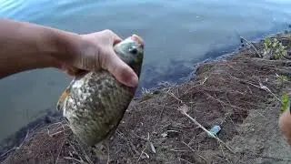 рыбалка на ахтубе, новое место.