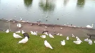 Чайки... Чайки... Чаечки. Мифы и реальность # Часть  1