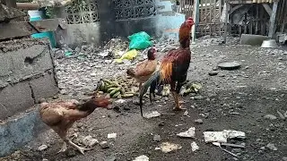 First Vlog 2023 Update sa Ating Munting Manokan #bantam #shamo #cochin #chicken