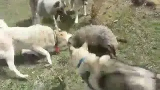 video 1560167979