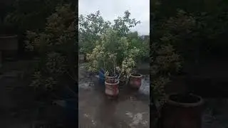 Plants Rooftop🌲#shorts #viralvideo #plants