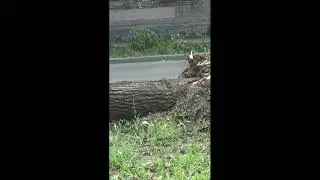 После урагана в городе