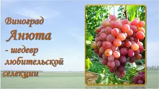 Анюта  виноград