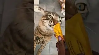 Cat crack 💀