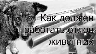 Едем на выезд с отловщиком