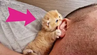 Most Beautiful And Adorable Cats | Part 8