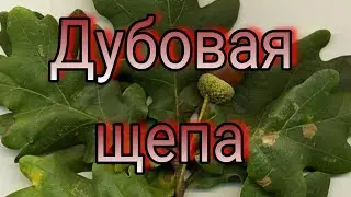Дубова щепа