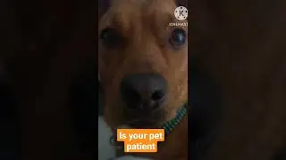 Is your pet patient 