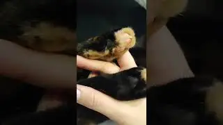 Копытца после лапикюра