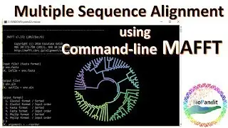Multiple Sequence Alignment using MAFFT