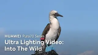 HUAWEI Pura 70 Series - Into The Wild