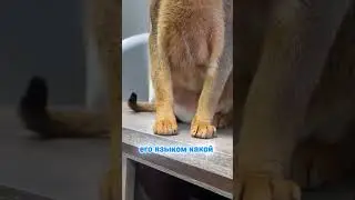 Нейрогенный зуд у кота.