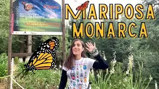 Santuario de la mariposa monarca en Michoacán, México ♡