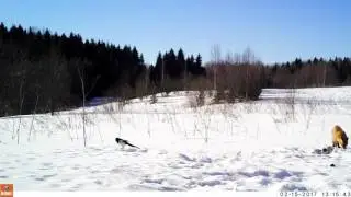 Лиса в фотоловушке