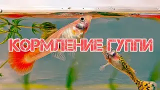 ПРАВИЛЬНОЕ КОРМЛЕНИЕ ГУППИ
