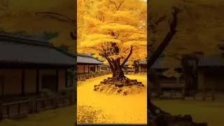 Yellow tree #shorts
