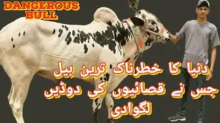 worlds dangerous bullدنیا کا خطرناک ترین بیل جس نے قصائیوں کی دوڈیں لگوادی #foryou #funny #funnyvide