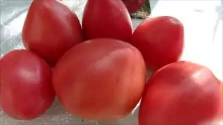 Урожайные и вкусные томаты завалили нас в июле! Обзор томатов.