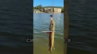 Най-здравия силикон в света NIKKO🎣🐟