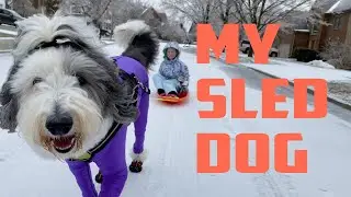 Sheepadoodle Pulling Sled