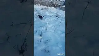 Чиним будку