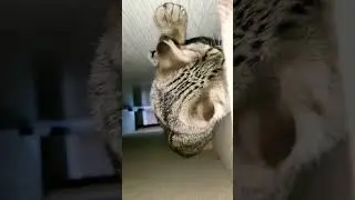 Прикольный кот вверх ногами🐱