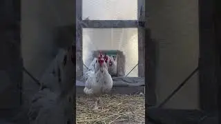 Releasing The Chickens Out Of The Coop