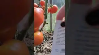 сорт Олд Джерман