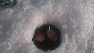 Маленький рыбачек.