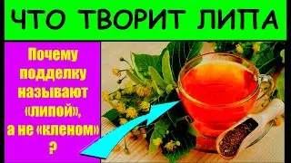 ЦВЕТ ЛИПЫ ,Об этом многие не знают , Чудо-Свойства ЛИПЫ, Список проблем которые решает