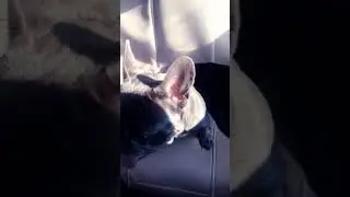 Французский бульдог.