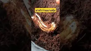 ผ่าขยายหัวว่านนางคุ้ม #ไม้ประดับ #ไม้มงคล #สวน #ไม้จัดสวน #ไม้สวยงาม #การขยายพันธุ์พืช #plants