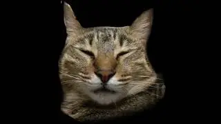 very cute cat video with noises