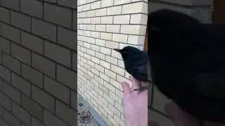 Ручной грач 