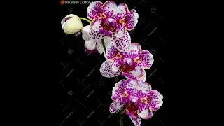 Phalaenopsis I-Hsin Sun Beauty