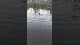 Деревенский пруд
