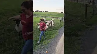 #sheep